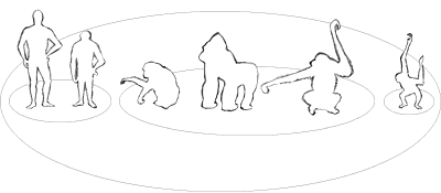 Greyscale Sketch of the Traditional Grouping, alternate primates